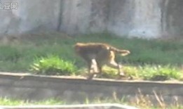 天津动物园爆料视频最新,神秘动物亮相引围观！